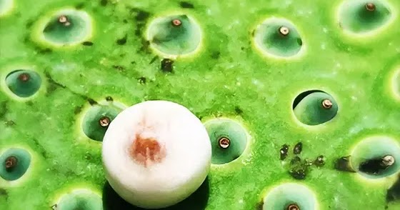 How to Eat Fresh Lotus Seeds  新鮮蓮子