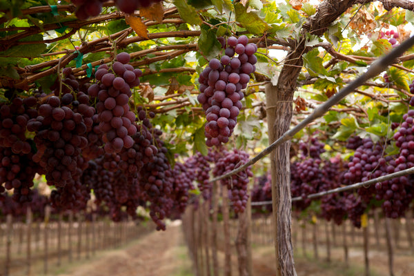Why You Have to Try This Peruvian, Desert-grown Wine